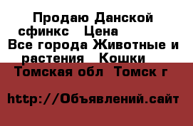  Продаю Данской сфинкс › Цена ­ 2 000 - Все города Животные и растения » Кошки   . Томская обл.,Томск г.